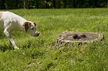 are garter snake toxic to dogs