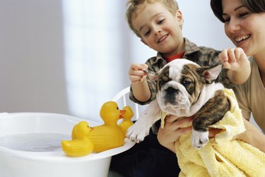 Mother and Son Washing Bulldog Puppy