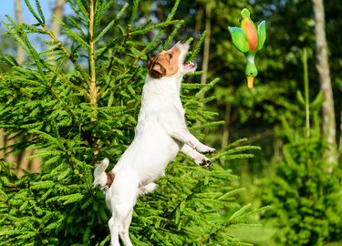 Dog jumping to catch flying toy duck