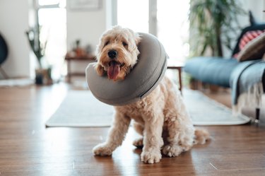 can dogs sleep with a cone