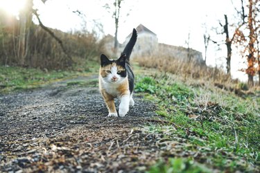 Black and red cat with white spots sits in the courtyard of an ancient castle. A stray cat in the tower. Lonely cat.