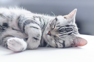 Close-up of a silver tabby American shorthair cat sleeping.