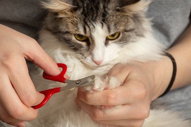 Person clipping their cat's claws.