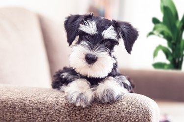 mini schnauzer portrait