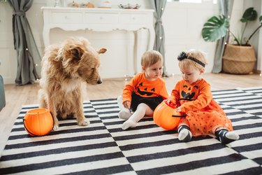 Twin Baby girls and a dog playing on the floor on Halloween.