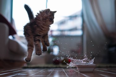 Kitten jumping at splashing bowl of water