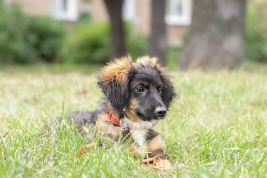 Small dog outdoors