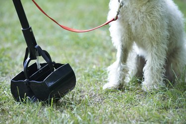 Owner Clearing Dog Mess With Pooper Scooper