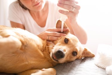 Woman cleaning ear of the dog