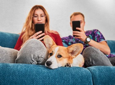 Young couple sitting on couch with Corgi and using cellphones.