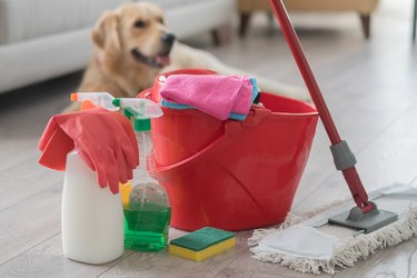 Happy dog sitting behind various cleaning products at home.