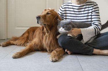 Golden Retriever and British Shorthair accompany their owner