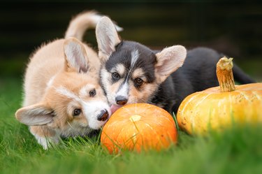 Two little dogs are nibbling on a pumpkin.