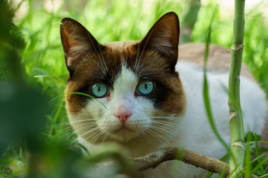 young cat gazing with intense blue eyes