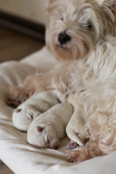 Dogs West Highland White Terrier mom and puppies.