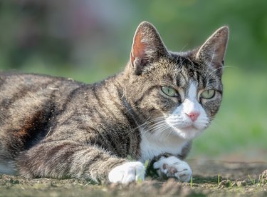 Domestic tabby cat in the garden