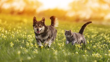 a cat and a dog run merrily through a summer flowering meadow