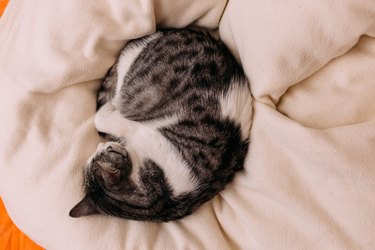 Curled cat sleeping on a bed.