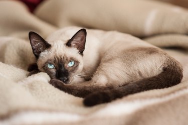 Siamese cat lying down at bed