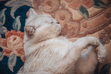 Lazy British Shorthair Cat Sleeping on a Rug