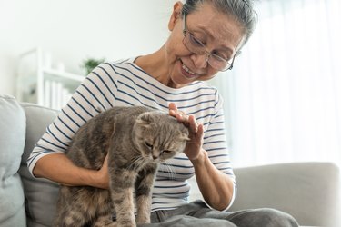 Asian senior woman stroking and play with domestic cat in living room. Attractive elderly mature grandmother sitting alone on sofa, enjoy spend free leisure time with her kitten pet together in house.