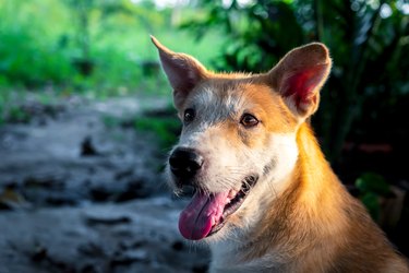 Thai brown stray dog playing with joy and happy