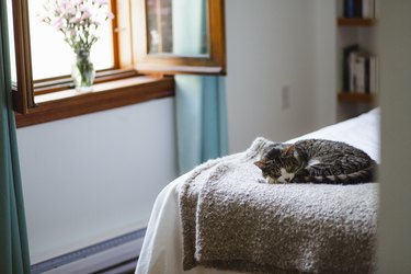 Cat lying down on a bed