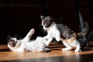 Two kittens play fighting together