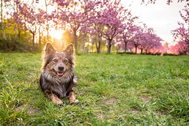 portrait of a mixed-bread dog in front of sunset and cherry blossom