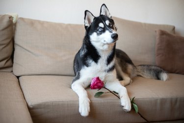 Portrait Of Dog Lying On Sofa And Holding Red Rose Flower