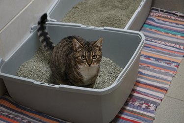 a small beautiful cat is sitting in the litter box