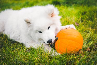 White Samoyed dog is eating halloween pumpkin.