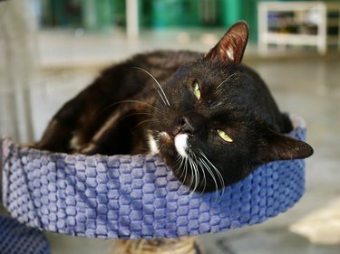 Black Cat sitting on cat climber