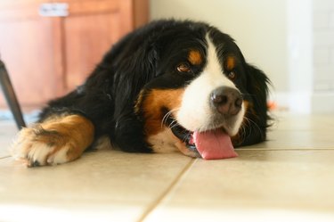 A Bernese Mountain Dog Lounges with Her Tongue Out Indoors