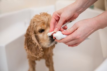 Female hands hold a toothbrush and a tube of toothpaste for her dog
