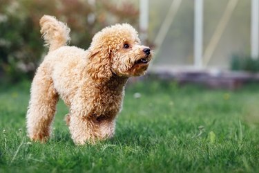 The poodle is walking on the green grass. The puppy keeps his yard and bark