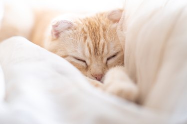 Little kitten sleeps in curtains on windowsill