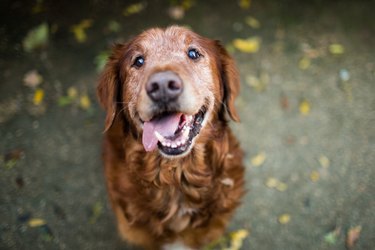 Smiling Senior Dog