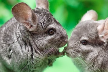 couple of cute gray chinchilla sitting on green colored background with leaves , lovely pets and nature concept, two purebred fluffy rodent