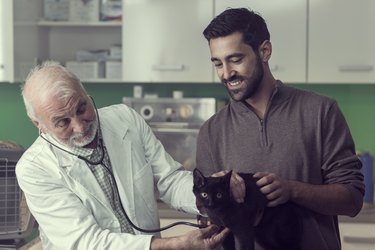 Senior Vet Examining a Black Cat