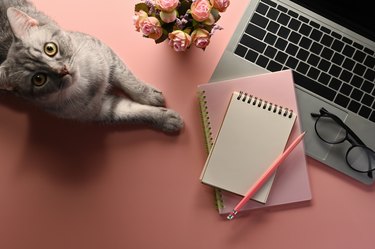 A top view of a cat lying with office flat lays flower and laptop on an empty pink space on a background, for home business and technology concept.