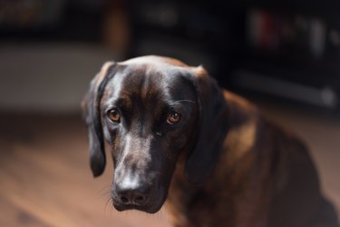 Dark brown dog looking "guilty" looking at camera