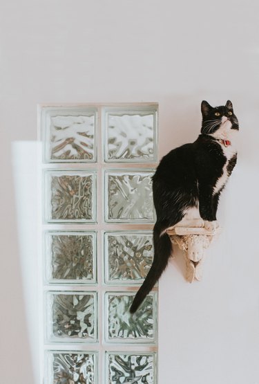 A cute, young, black cat sits on a wall mounted shelf