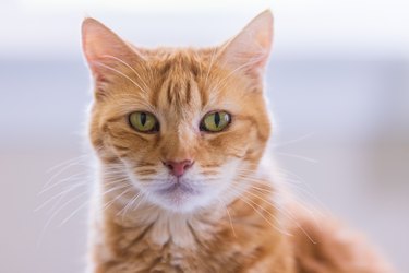 A close-up portrait of an orange tabby cat with white chin and green eyes