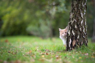 cat behind tree