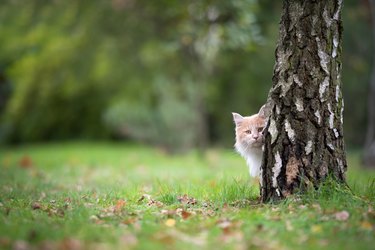 is kangaroo paw toxic to dogs