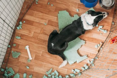 dog in a cage with its bed destroyed viewed from above