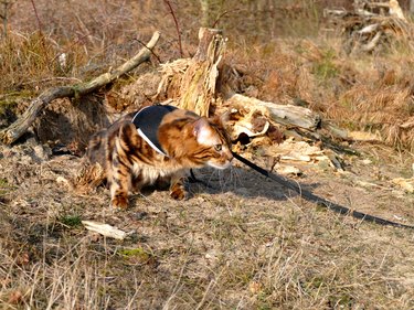 Longhair bengal cat on a harness and leash