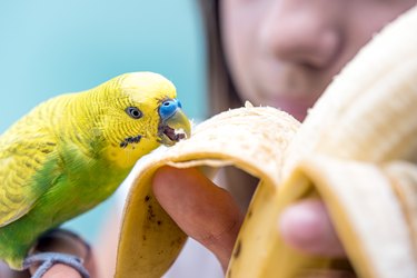 Yellow bird eating a banana