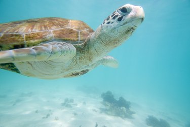 Turtle swimming in water